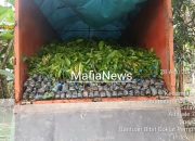 Dugaan Mark-Up Bibit Rp40 Miliar di Sulbar, Aktivis Desak Kejagung Turun Tangan