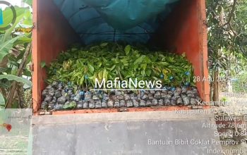 Dugaan Mark-Up Bibit Rp40 Miliar di Sulbar, Aktivis Desak Kejagung Turun Tangan