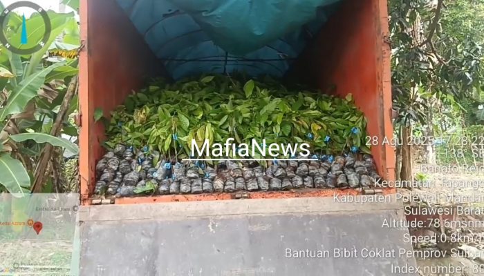 Dugaan Mark-Up Bibit Rp40 Miliar di Sulbar, Aktivis Desak Kejagung Turun Tangan