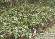 Dugaan Mark-Up Bibit Kopi Rp4,3 Miliar di Sulbar Menguat, Aktivis: Potensi Tipikor, Kejati Diminta Bertindak